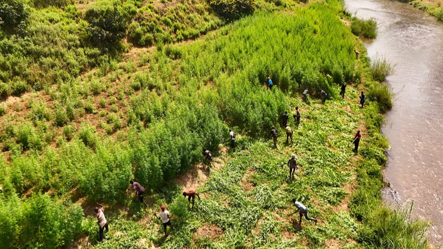 Ekari 603 za mashamba ya bangi zateketezwa Morogoro